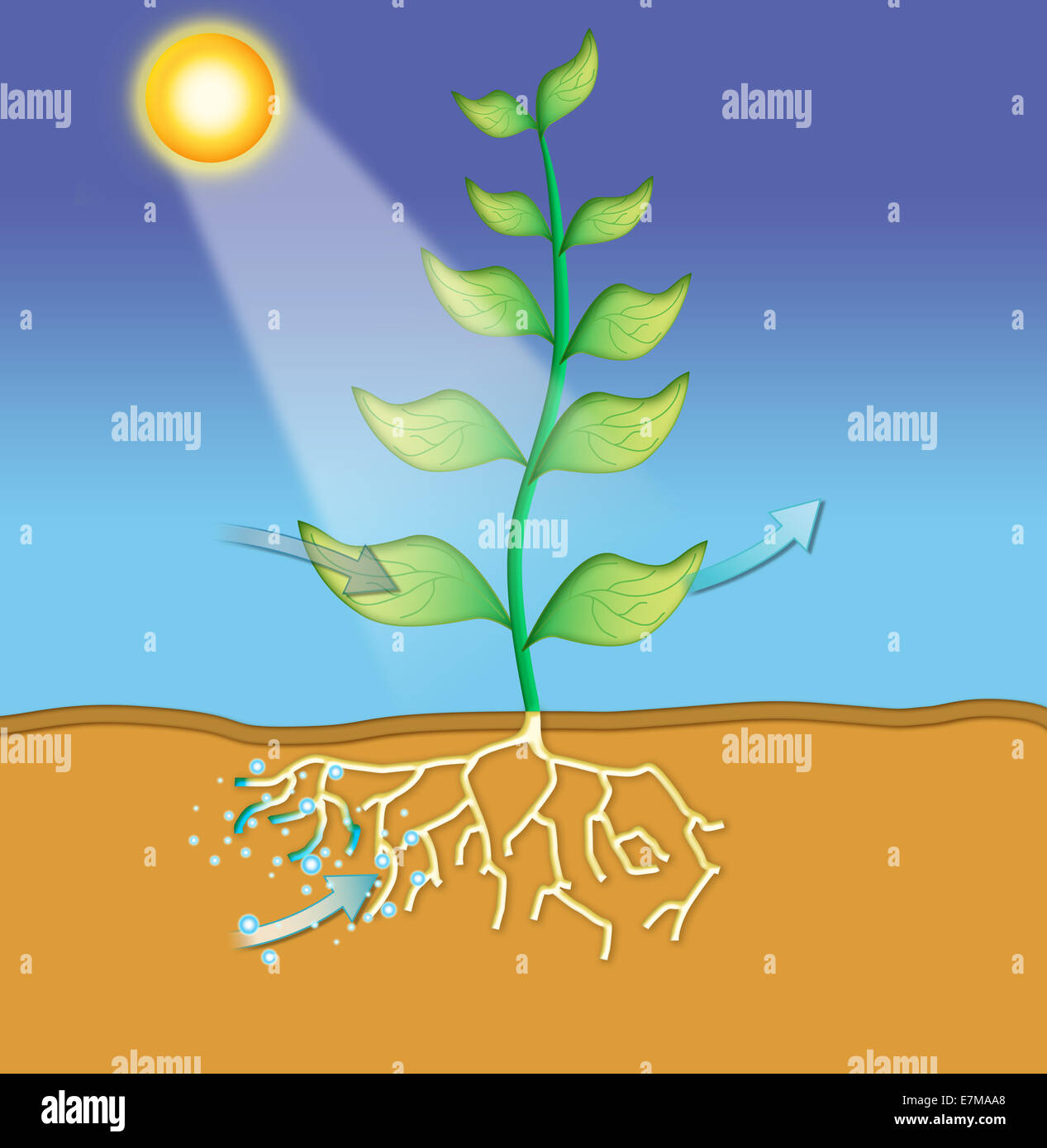 Environmental Science